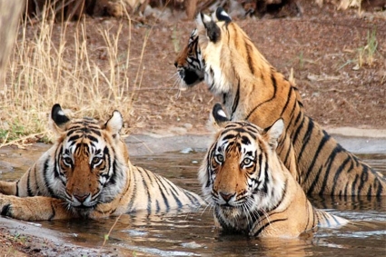 বার্ড ফ্লু : ভিয়েতনামে প্রাণ গেল ৪৭টি বাঘ, ৩টি সিংহের