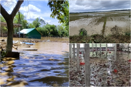 ভয়াবহ বন্যার ২ মাস : ফেনীতে খাদ্য নিরাপত্তা নিয়ে উদ্বেগ 
