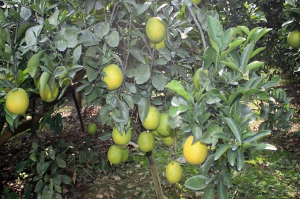 সফল উদ্যোক্তা ২০ বিঘা জমিতে মাল্টার বাগান, বছরে আয় ২৫ লাখ