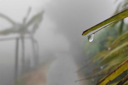 ঘন কুয়াশায় ঢাকা নীলফামারী, বাড়ছে শীতের তীব্রতা