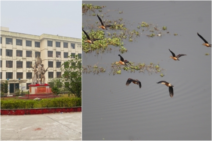 হাজারো অতিথি পাখির কলকাকলিতে মুখর নোবিপ্রবির ‘ময়না দ্বীপ’