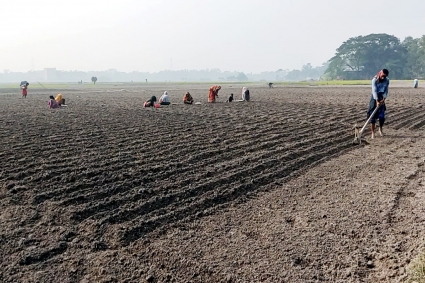 শেষ মুহূর্তে আলু চাষে ব্যস্ত সময় পার করছেন কৃষকরা