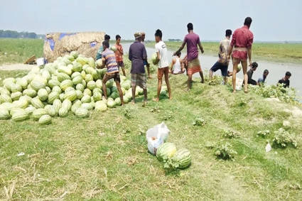বিএনপি নেতাকর্মীদের বিরুদ্ধে তরমুজ লুট ও পরিবহনে বাধার অভিযোগ