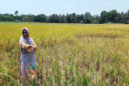 মাইকিং করে হুমকি দিয়ে কেটে নেওয়া হচ্ছে জমির পাকা ধান