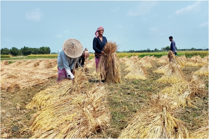 নড়াইলে শ্রমিক সংকটে পাকা ধান ঘরে তোলা নিয়ে শঙ্কা