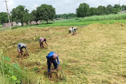 বৃষ্টির পানিতে ডুবেছে বোরো ধান, বেকায়দায় চাষিরা