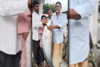 ধরলা নদীতে বড়শিতে ধরা পড়ল ৭ কেজির চিতল