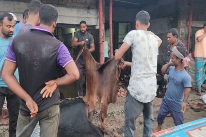 নাটোরে চামড়ায় সরকার নির্ধারিত দাম না পাওয়ার অভিযোগ