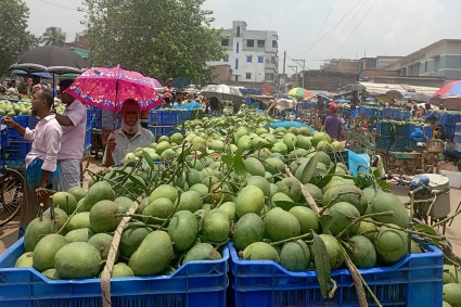  কাঙ্ক্ষিত দাম না পেয়ে হতাশ চাঁপাইনবাবগঞ্জের আমচাষিরা