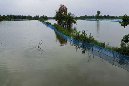 অতি বর্ষণে ভেসে গেছে ১৩৩ কোটি ৪৩ লাখ টাকার মাছ