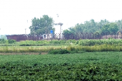 মেহেরপুর সীমান্ত থেকে বাংলাদেশিকে ধরে নিয়ে গেছে বিএসএফ