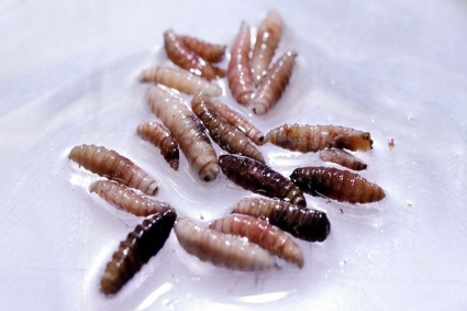 যুক্তরাষ্ট্রে মানুষের শরীরের মাংসখেকো পরজীবী শনাক্ত