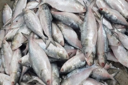 দুর্গাপূজা উপলক্ষে ভারতে যাচ্ছে বাংলাদেশের ইলিশ