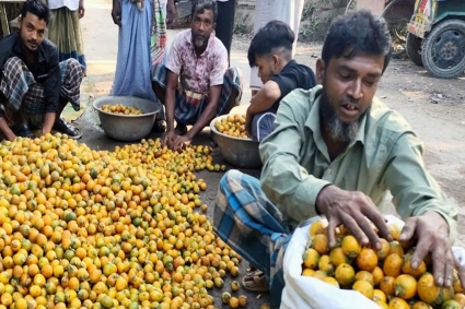 ভোলার সুপারি চাষিদের মুখে হাসি, ২৩০০ কোটি টাকার বাণিজ্যের সম্ভাবনা 