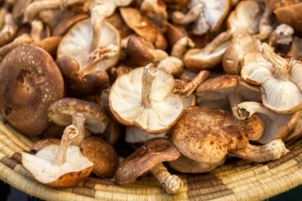 ছত্রাক দিয়েই সম্ভব মেমোরি চিপ : গবেষকদের নতুন উদ্ভাবন