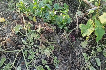 ক্ষেতের ৫০০ গাছ কেটে দিল দুর্বৃত্তরা, কৃষকের মাথায় হাত