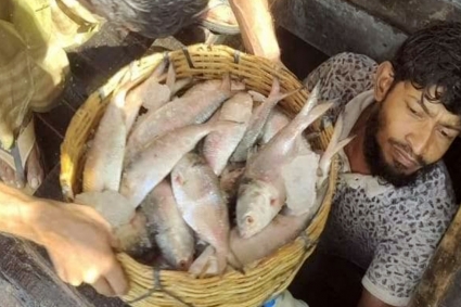 এক ট্রলারে ১৪০ মণ ইলিশ, সাড়ে ৩১ লাখ টাকায় বিক্রি 