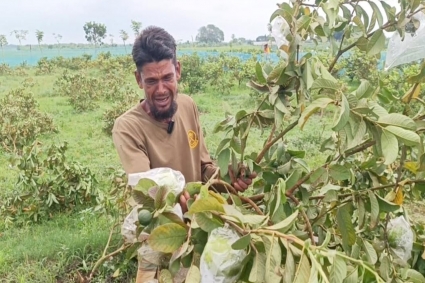 বাগানের ৩০০ পেয়ারা গাছ কেটে দিল প্রতিপক্ষ, কান্না থামছে না কৃষকের
