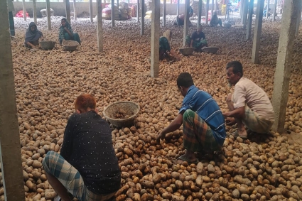 লোকসানের আশঙ্কায় আলু ব্যবসায়ী ও কৃষকরা