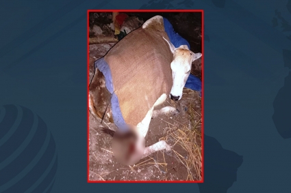 বাগানে যাওয়ায় গরুর পায়ের রগ কাটলেন প্রতিবেশী