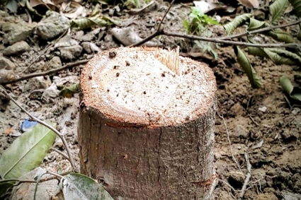 সৌন্দর্যবর্ধনে কাটা হলো প্রাণিসম্পদ কার্যালয়ের ২১ গাছ