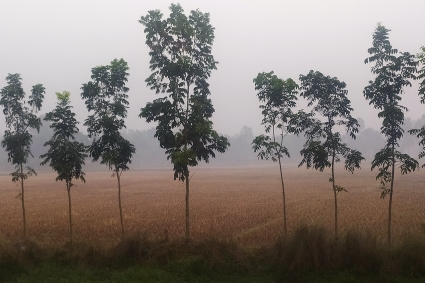 কনকনে শীতে কাঁপছে তেঁতুলিয়া, শৈত্যপ্রবাহের আভাস