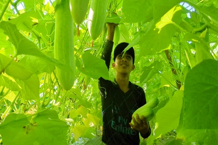 সুনামগঞ্জে ২০ কোটি টাকার শসা বিক্রির সম্ভাবনা