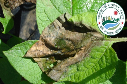 আলুর মড়ক রোগ দমনে আগাম সতর্কবার্তা কৃষি সম্প্রসারণ অধিদপ্তরের