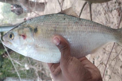 নোয়াখালীতে পুকুরে মিলল রুপালি ইলিশ