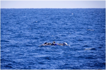 লিবিয়া উপকূলে অভিবাসীবাহী নৌকা ডুবে নিহত অন্তত ৫৩