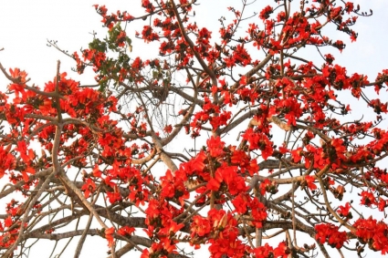 মাগুরায় বিলুপ্তির পথে শিমুল গাছ, সংরক্ষণের দাবি স্থানীয়দের