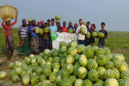 সুবর্ণচরের চরাঞ্চলে তরমুজে ৫০০ কোটি টাকা বাণিজ্যের সম্ভাবনা