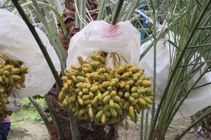 মরুভূমির খেজুর চাষ করে তাক লাগিয়ে দিয়েছেন পাবনার হিরুক