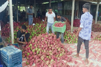 ড্রাগন ফলের ‘রাজধানী’ গৌরীনাথপুর, প্রতিদিন কোটি টাকার বেচাকেনা
