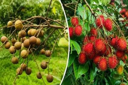 ভালুকার লাল মাটিতে বিদেশি ফলের চাষ, নজর কাড়ছে রাম্বুটান ও কাঠলিচু