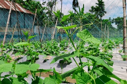 আধুনিক পদ্ধতির সবজি চাষে ঝুঁকছেন কৃষকেরা