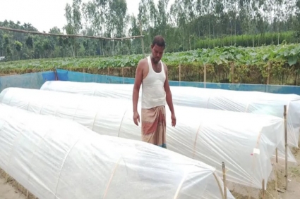 রোদ-বৃষ্টি উপেক্ষা করে আগাম ফুলকপি চাষে ব্যস্ত কুড়িগ্রামের কৃষক